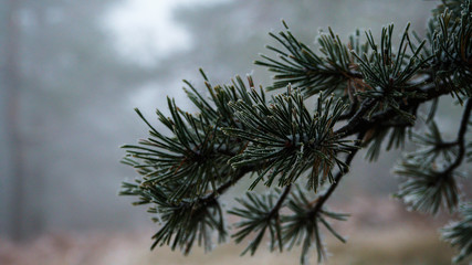 Early winter at pine forest