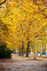Fototapeta na wymiar beautiful trees in the autumn city street