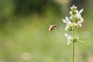 Insect collects pollen from flowers