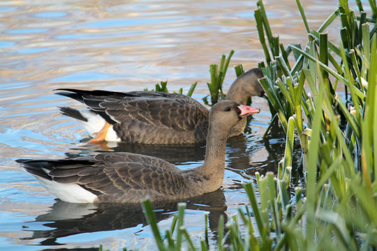 Pair of Young Greater white-fronted geese or Anser albifrons afloat