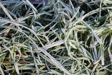 White hoarfrost on green grass