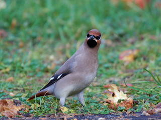 Bohemian waxwing (Bombycilla garrulus)