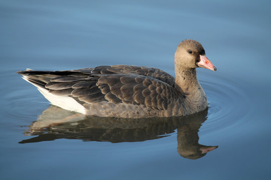 Young Greater white-fronted goose or Anser albifrons afloat