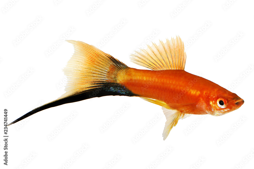 Wall mural Red Swordtail Male black tail Xiphophorus Helleri aquarium fish isolated on white 