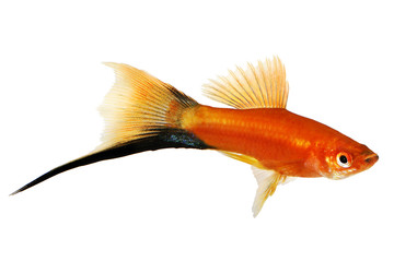 Red Swordtail Male black tail Xiphophorus Helleri aquarium fish isolated on white 