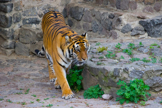Siberian tiger walking 