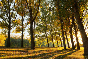 beautiful trees in the autumn forest, bright sunlight at sunset © soleg