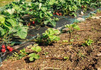 New strawberry plants are growing beside the old field in home use garden. Runners can be pegged...