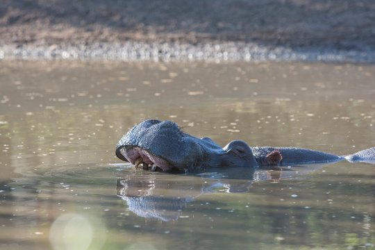 hippopotamus yawning i a waterhole
