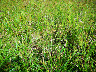 Wild grass on marshland or swamp area.