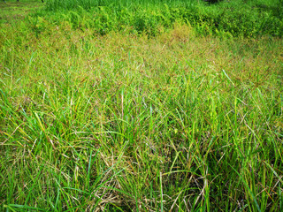 Wild grass on marshland or swamp area.