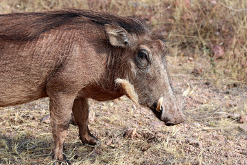 Warthog - Namibia