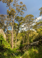 Fototapeta na wymiar Hanging rock-a mystical place in Australia, Victoria