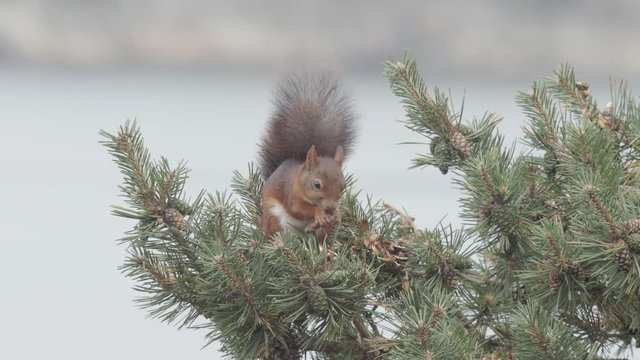 A wild red squirrel - Sciurus vulgaris - sitting in a pine tree and feeding on its pine cones. Filmed with a telephoto lens in September of 2018 in southern Sweden.
