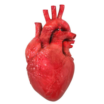 Realistic human heart organ with aorta and arteries, 3D rendering