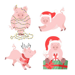 Cute Christmas pig set. Winter holiday piggy vector illustration for cards isolated