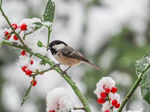 Coal tit (Periparus ater), Titmouse isolated, on the branch of holly with snow and red berries