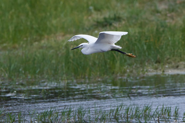 Little egret (Egretta garzetta)
