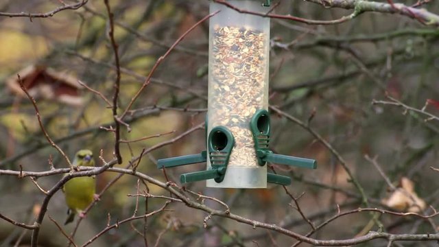 hungriger grünfink und kohlmeise an vogelhaus im winter