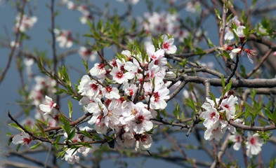 blooming cherry tree in spring