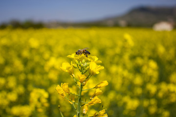 Obraz premium abeille sur colza
