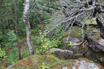 photo landscape forest and mountains