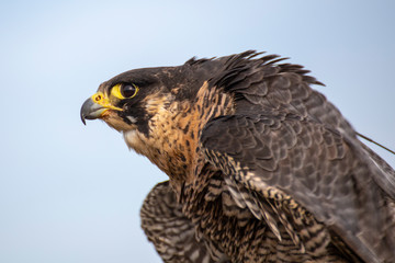 Fototapeta premium funny tousled Falcon