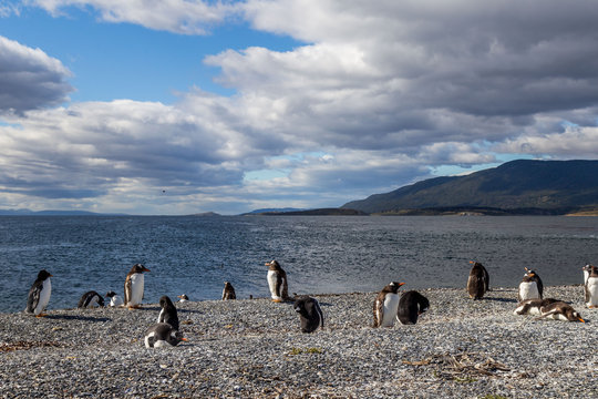 Manchots de Patagonie en Argentine voyage Ushua&iuml;a