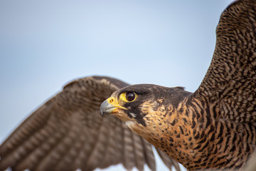 Falcon prepares to fly to spread its wings