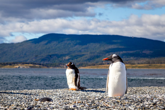 Manchots de Patagonie en Argentine voyage Ushua&iuml;a
