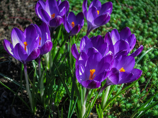 Lot of purple Ruby Giant Crocus on a sunny spring day. Nature concept for design