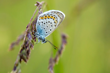 Beatiful butterfly in nature, close up photo.