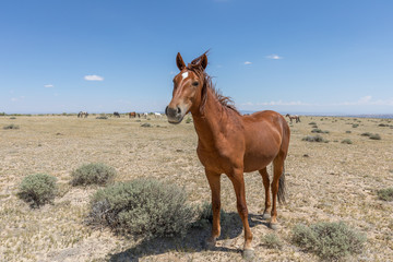 Wild Horses in Colorado in Summer