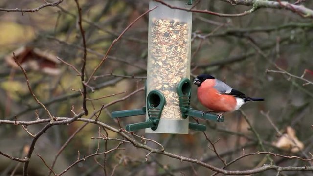 hungriger Gimpel an Futterhaus im Winter 