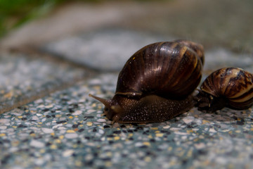 Big snail in shell crawling on road