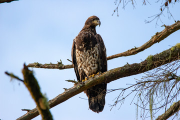 Young Bald Eagle in tree