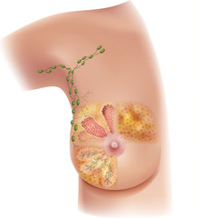 Female Breast anatomy and axillary Lymph nodes detailed colorful illustration
