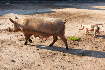 Свиноматка/свинья/хрюшка с поросенком, бегущим позади нее 