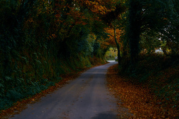 Fototapeta premium Carretera en el bosque