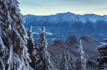 Winter alpine scenery with snowy fir trees and Bucegi mountains range on a serene cold morning as seen from Postavaru mountain, Poiana Brasov resort, Romania.
