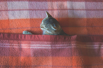gray tabby cat lies under the orange plaid