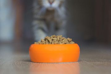  bowl of cat food up close and blurry cat back