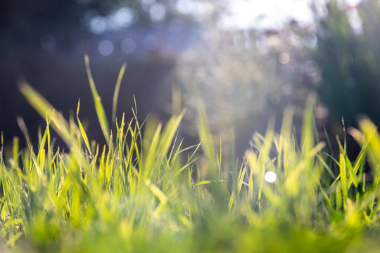 Green macro grass background