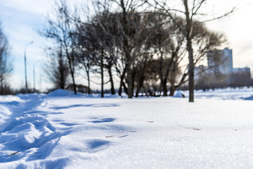 Obraz premium snow in the park