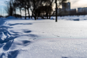 snow in the park