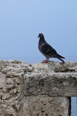 Ruins of an ancient castle(fragment). Kyrenia castle.The Turkish Republic Of Northern Cyprus