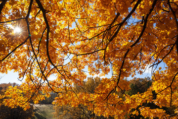 Yellow autumn leaves 