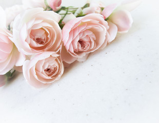 Pink roses isolated on white background. Perfect for background greeting cards and invitations of the wedding, birthday, Valentine's Day, Mother's Day.
