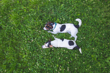 two dogs Jack Russell Terrier lie on a summer green lawn