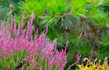 Close up Wild white and pink heather, outdoors macro